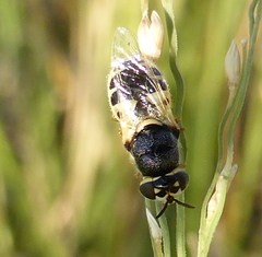 Oplodontha pulchriceps