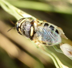 Oplodontha pulchriceps