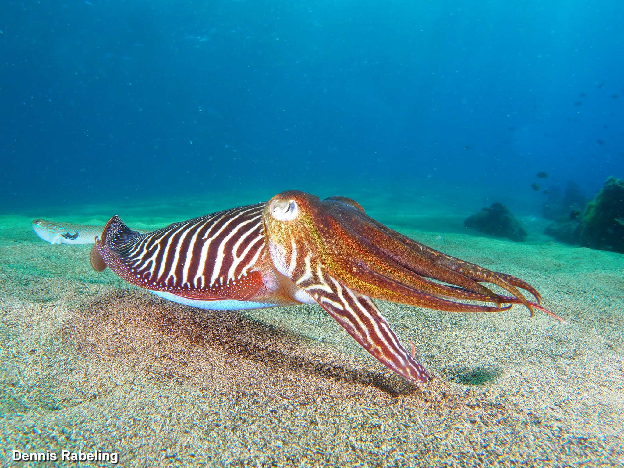 Common cuttlefish - Wikipedia