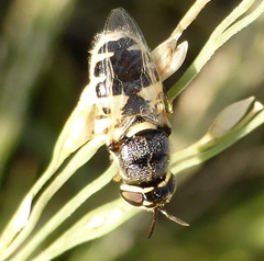 Oplodontha pulchriceps