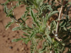 Asteriscus graveolens image