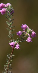 Erica amoena