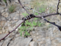 Acmaeodera gibbula