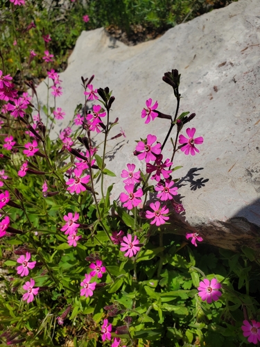 Damascus Catchfly (Silene damascena)