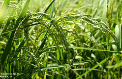 Oryza sativa