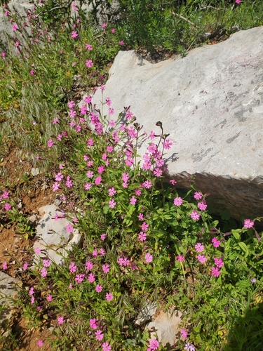 Image of Silene damascena by (c) Mitch Van Dyke, some rights reserved (CC BY)