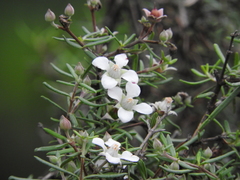 Fendlera linearis