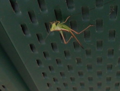 Conocephalus strictus