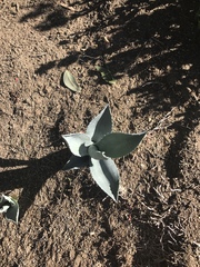 Agave deserti