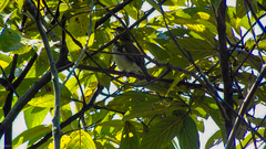 Cyclarhis nigrirostris