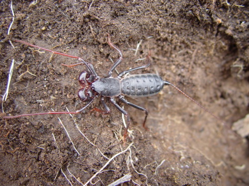 Tohono Vinegaroon photo 6