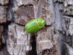 Chrysina lecontei