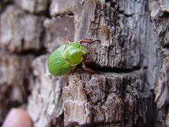 Chrysina lecontei