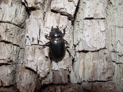 Lucanus mazama