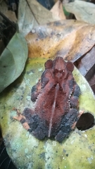 Incilius cavifrons
