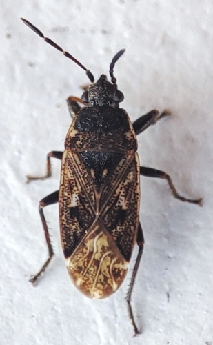 Margoji Dirvablakė nuotrauka