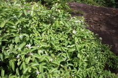 Saba senegalensis