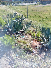 Agave americana