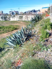 Agave americana