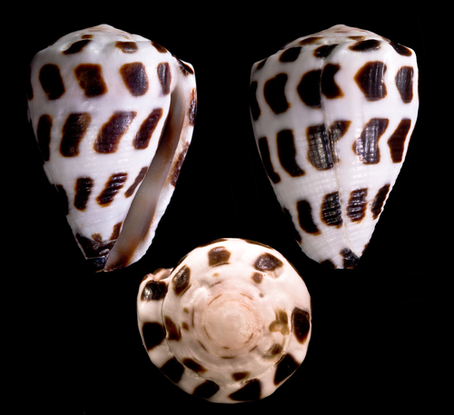 Black-and-white Cone Snail
