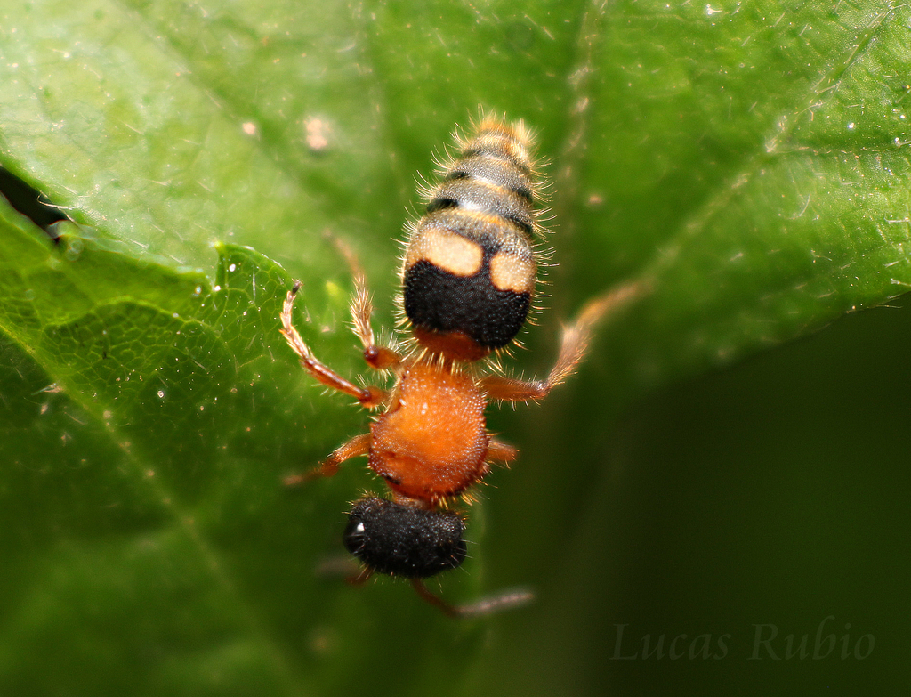 Pseudomethoca pectoralis