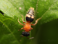 Pseudomethoca pectoralis