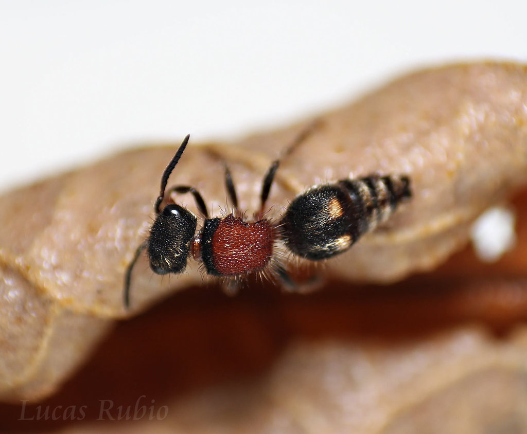 Anomophotopsis cometa
