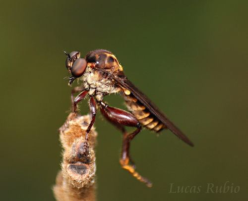 Holcocephala coriacea