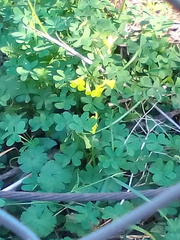 Oxalis pes-caprae
