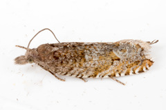 Ancylis unguicella