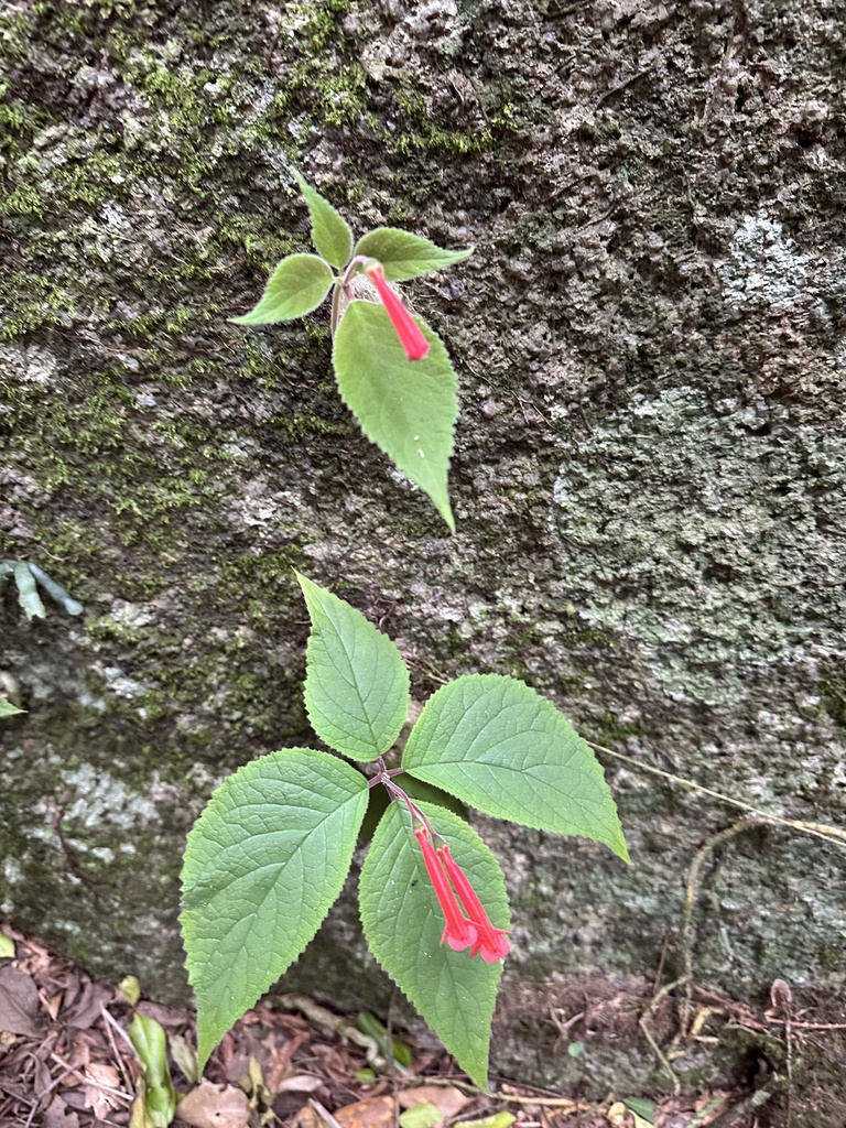 Sinningia leopoldii, Ilha de Santa Catarina, Florianópolis, SC, BR