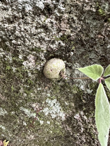 Sinningia leopoldii