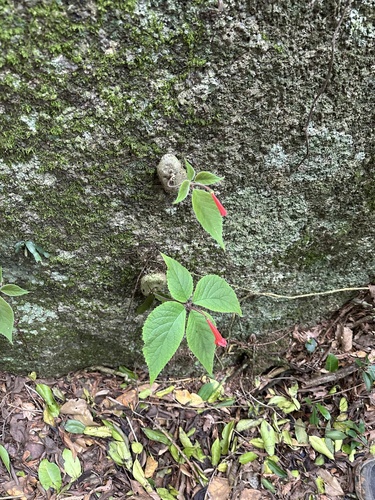 Sinningia leopoldii