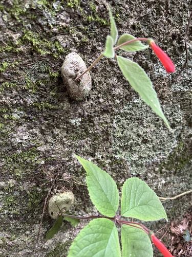 Sinningia leopoldii