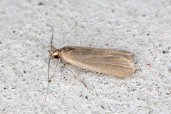 Acompsia cinerella