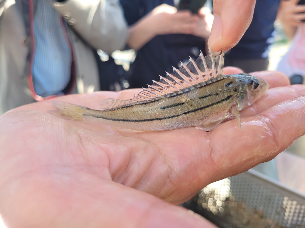 Striped Ruffe