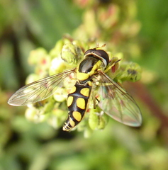 Allograpta calopoides