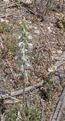 Delphinium carolinianum virescens