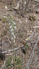 Delphinium carolinianum virescens