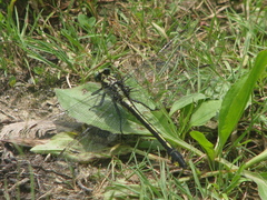 Gomphurus lineatifrons