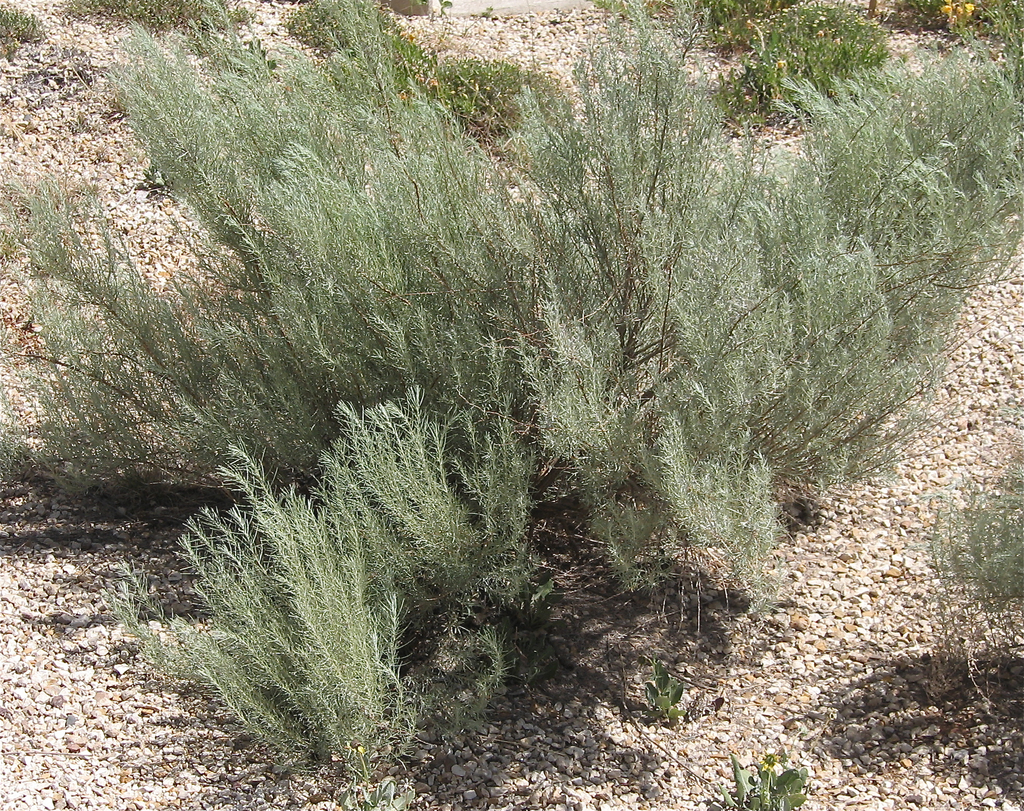 Sand Sagebrush (Plants of John Martin Reservoir State Park) · iNaturalist