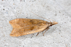 Acompsia schmidtiellus