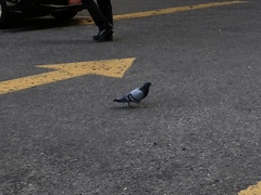 Columba livia domestica