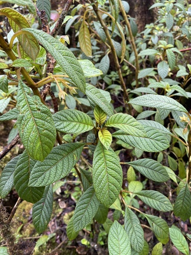 Cyrtandra lessoniana observed 2023-03-15