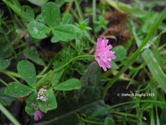 Trifolium resupinatum