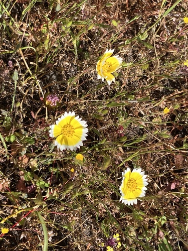 iNaturalist observation photo of Frémont's tidytips