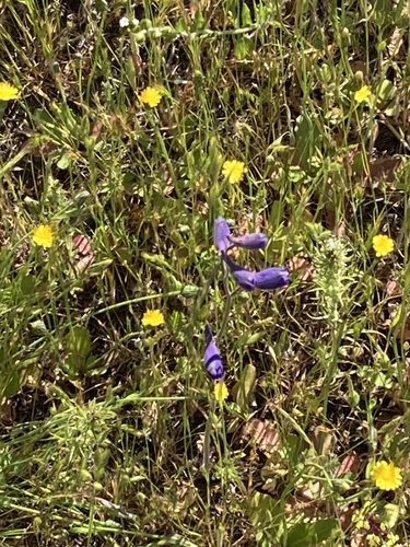 iNaturalist observation photo of larkspurs
