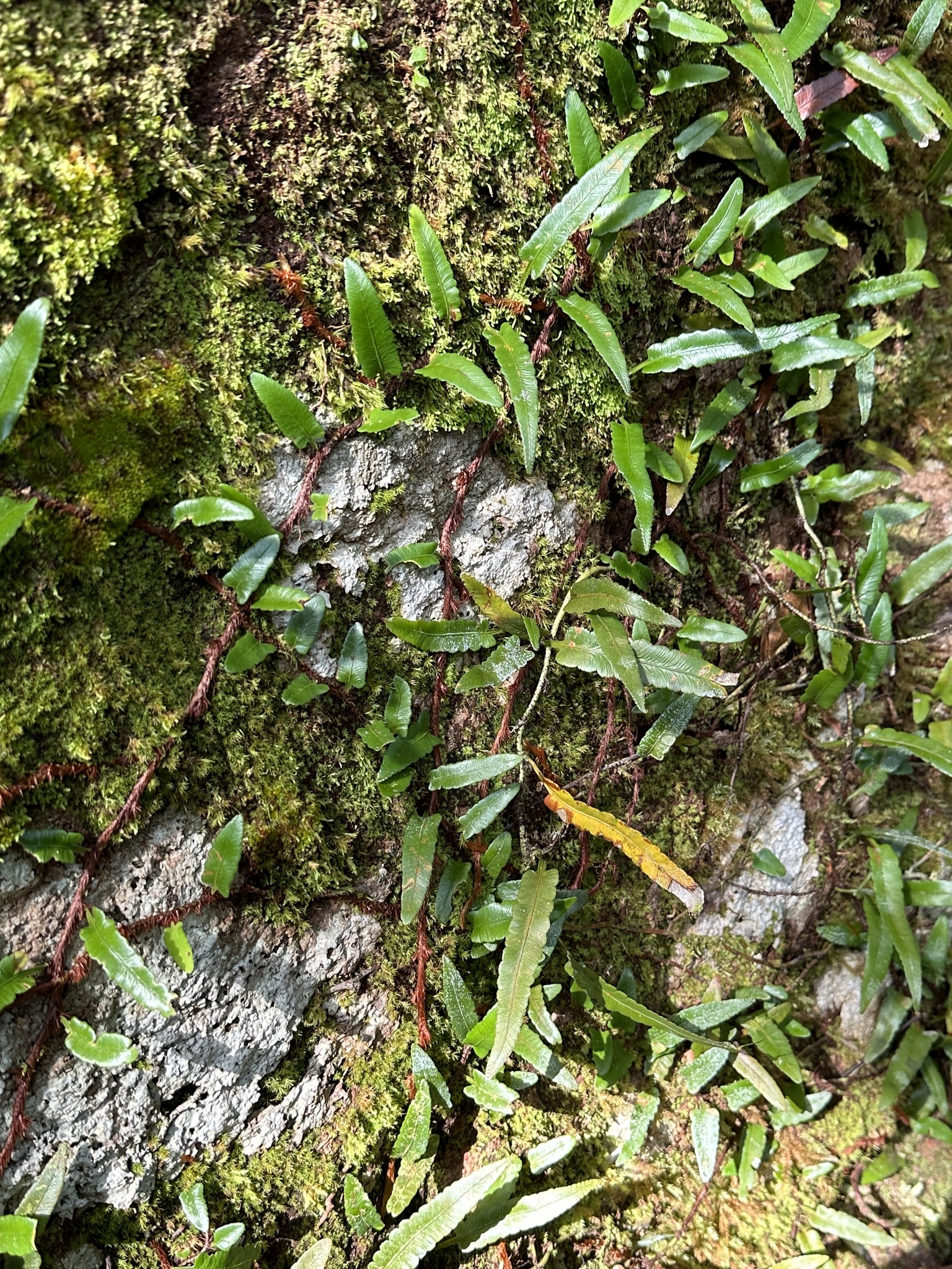 Davallia angustata