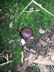 Laccaria amethystina image