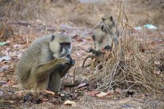 Yellow Baboon photo 5